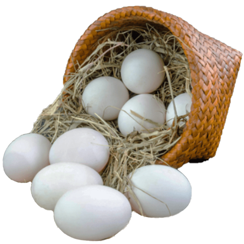 Eggs loose/ open source